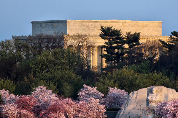 Cherry Blossoms Art Print featuring the photograph Capitol Spring Morning by Mitch Cat