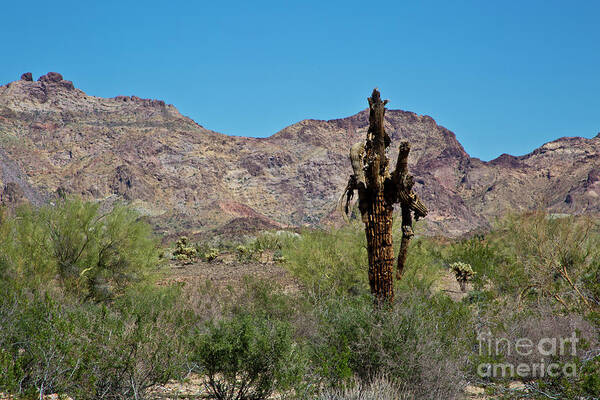 Arizona Art Print featuring the photograph Dead but Not Fallen by Kathy McClure