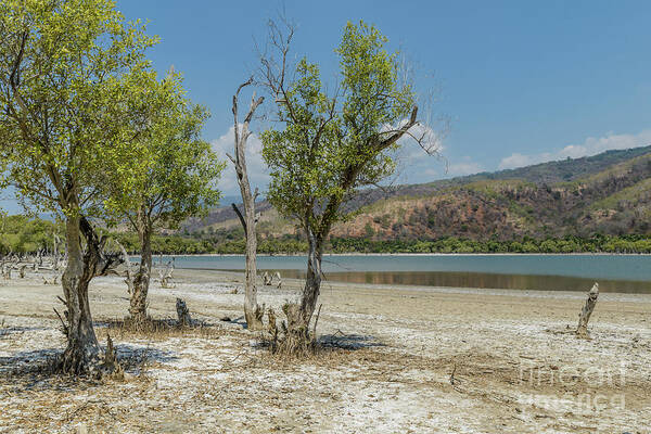 Landscape Art Print featuring the photograph Dead Lake 1 by Werner Padarin