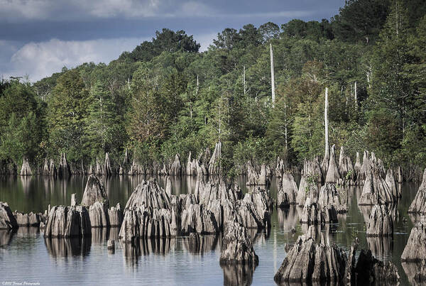 Landscape Art Print featuring the photograph Dead Lakes Cypress Stumps by Debra Forand