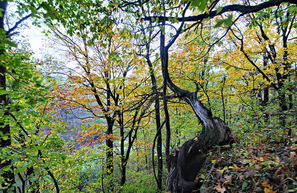 Echo Valley State Park Art Print featuring the photograph Dead Of Autumn by Bonfire Photography