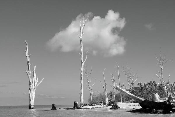 Photo For Sale Art Print featuring the photograph Dead on Stump Pass Beach by Robert Wilder Jr