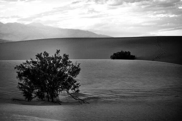 Death Valley Shrubs Art Print featuring the photograph Death Valley Shrubs by Chris Fleming