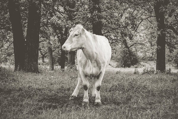 Cow Art Print featuring the photograph Deep In Thought by Viviana Nadowski