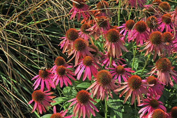 Deep Pink Echinacea Straw Flowers Green Leaf And Grass Background Art Print featuring the photograph Deep Pink Echinacea Straw Flowers Green Leaf and Grass Background 2 9132017 by David Frederick