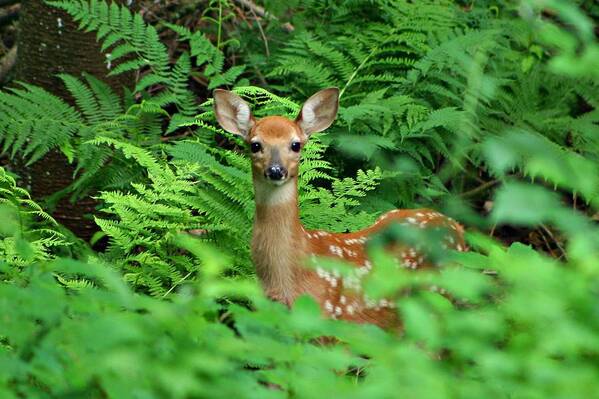 Deer Art Print featuring the photograph Silence by Barbara S Nickerson