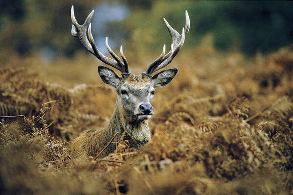 Wildlife Art Print featuring the photograph Deer Rests in Bracken by Steve Somerville