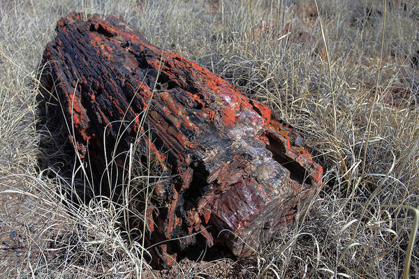 Petrified Forest Art Print featuring the photograph Defying Eternity by Gary Kaylor