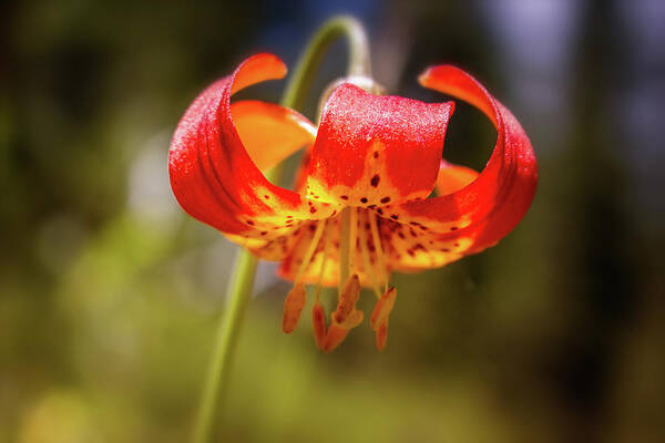 Lilium Art Print featuring the photograph Delicate Beauty by Marnie Patchett