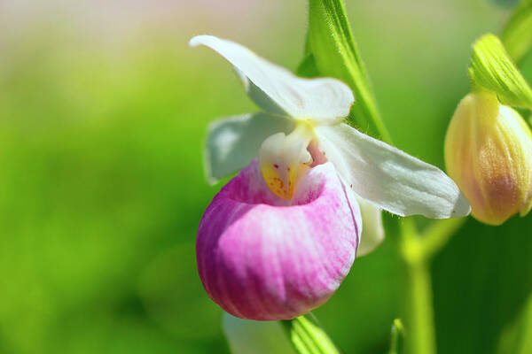 Showy Lady Slipper Art Print featuring the photograph Delicate Lady by Nancy Dunivin