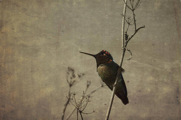 Hummingbird Art Print featuring the photograph Delicate Magic by Spencer Hughes