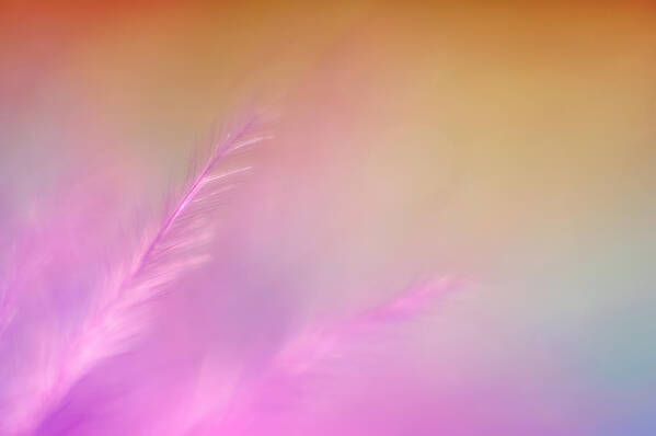 Scott Norris Photography Art Print featuring the photograph Delicate Pink Feather by Scott Norris