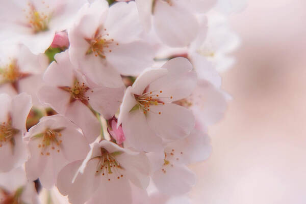 Cherry Blossom Trees Art Print featuring the photograph Delicate Spring Blooms by Angie Tirado