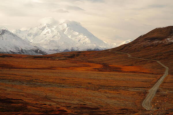 Denali Art Print featuring the photograph Denali And Tundra In Autumn by Steve Wolfe