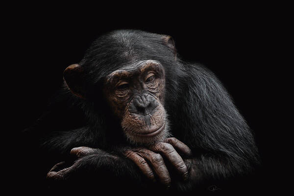 Chimpanzee Art Print featuring the photograph Depression by Paul Neville