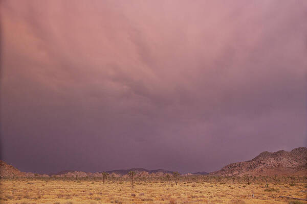 Joshua Tree Thunder Art Print featuring the photograph Desert colors by Kunal Mehra