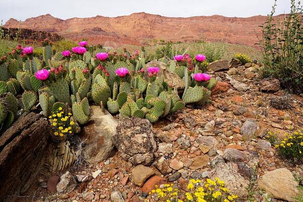 Vermillion Art Print featuring the photograph Desert Cactus in Bloom by Tranquil Light Photography