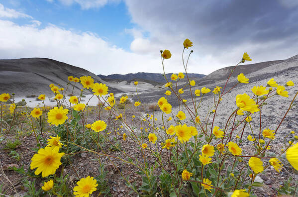Death Valley Art Print featuring the photograph Desert Gold in Death Valley by Dung Ma