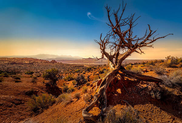 Arches National Park Art Print featuring the photograph Desert Tree by Dave Koch
