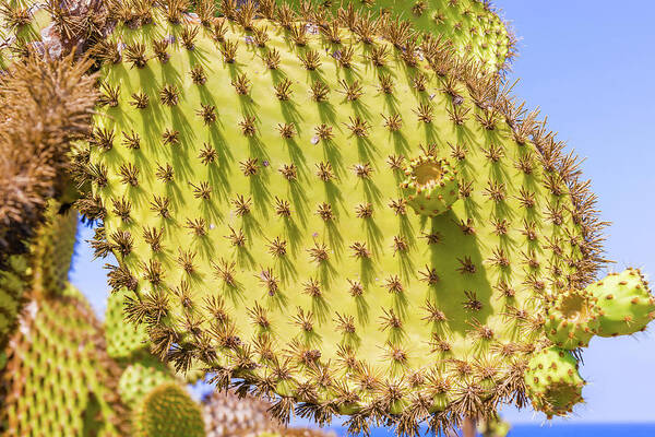 Cactus Art Print featuring the photograph Detail of cactus in Galapagos by Marek Poplawski