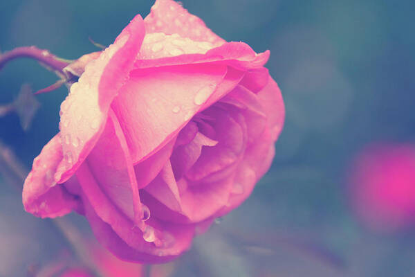 Rose Art Print featuring the photograph Dewy Rose by Rebekah Zivicki