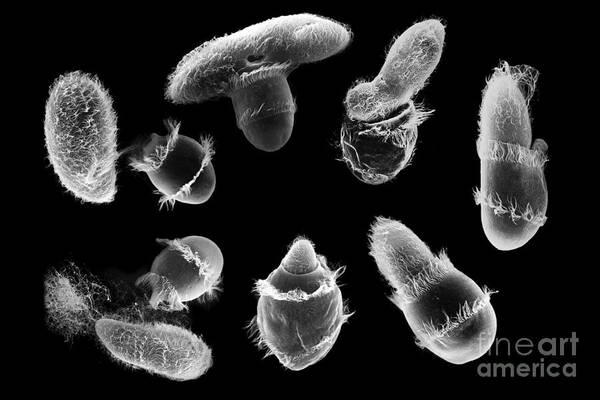 Organism Art Print featuring the photograph Didinium Attacking Paramecium composite SEM by Greg Antipa