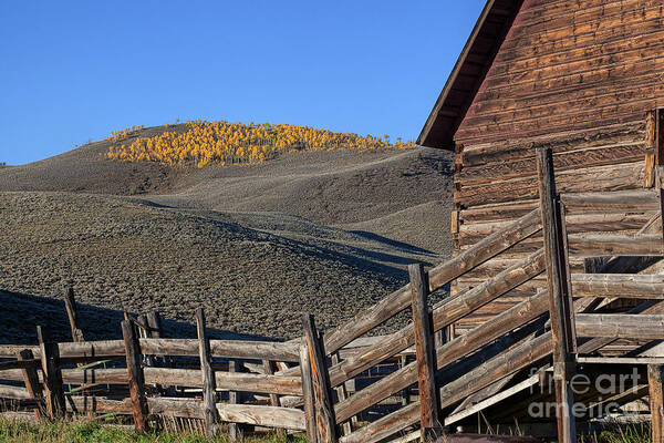 Colorado Ranch Landscape Art Print featuring the photograph Dipped In Gold by Jim Garrison