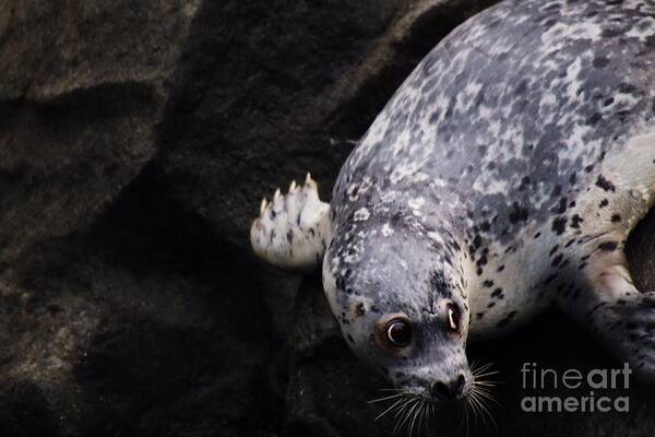 Harbor Seal Art Print featuring the photograph Diving in Head First by Nick Gustafson