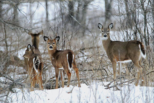 Doe Art Print featuring the photograph Does and Fawns by Brook Burling