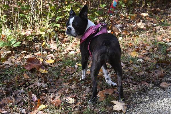 Boston Terrier Art Print featuring the photograph Dog 356 by Joyce StJames