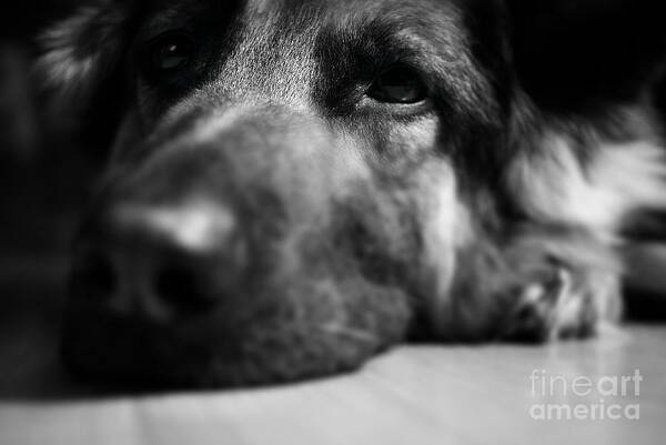 Tired Art Print featuring the photograph Dog Eyes Always Watching by Frank J Casella