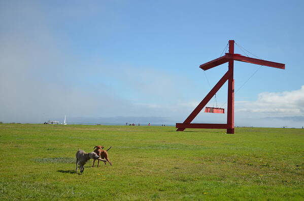 Crissy Field Art Print featuring the photograph Dogs at Crissy Field by Erik Burg