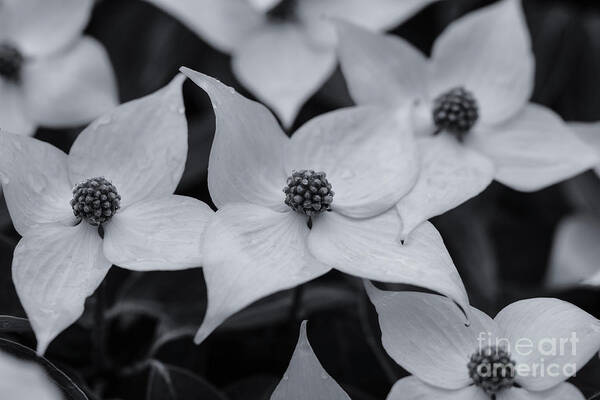 Dogwood In Monochrome Art Print featuring the photograph Dogwood in Monochrome by Rachel Cohen