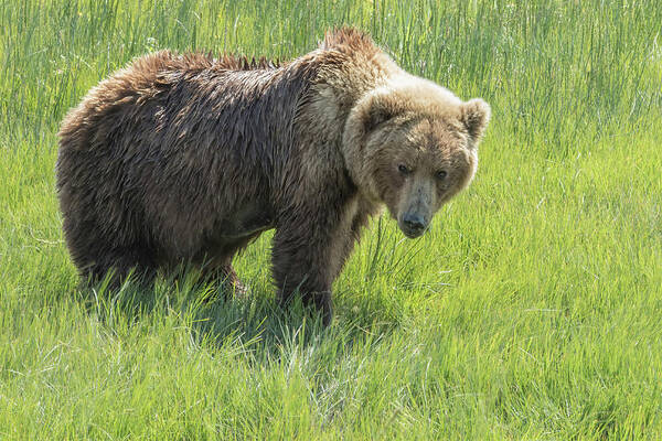 Brown Bear Art Print featuring the photograph Don't Mess with Mama Bear by Belinda Greb