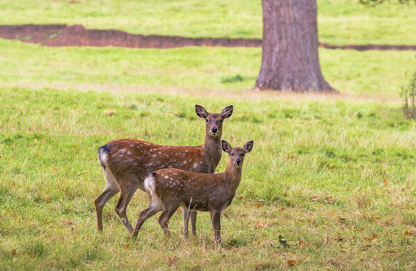 Deer Art Print featuring the photograph Double Take by Scott Carruthers