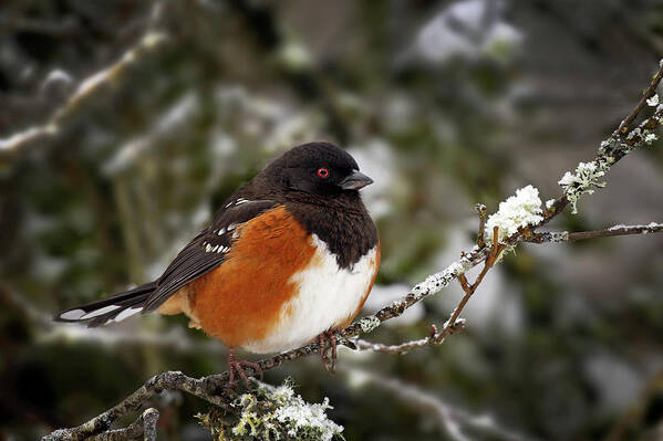 Spotted Towhee Art Print featuring the photograph Down coat - 365-290 by Inge Riis McDonald