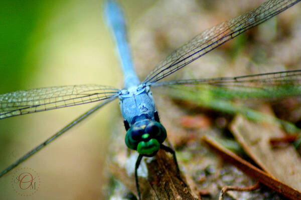 Dragonfly Art Print featuring the photograph Dragonfly Closeup by Shelley Overton
