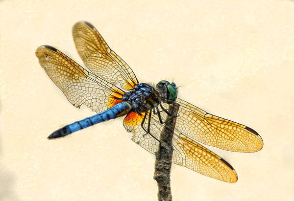Fairfax Art Print featuring the photograph Dragonfly by Jim Moore