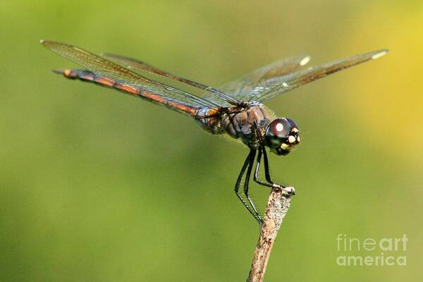 Dragonfly Art Print featuring the photograph Dragonfly on a Stick by Robert Wilder Jr