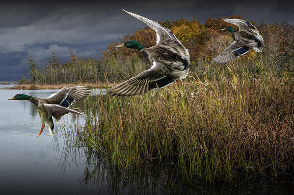 Mallard Art Print featuring the photograph Drake Mallard Ducks coming in for a Landing by Randall Nyhof