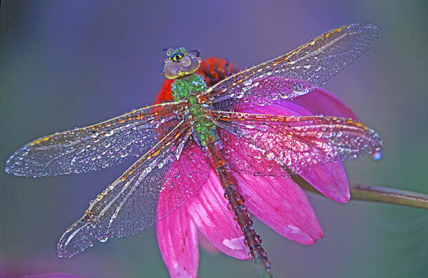 Dew Covered Dragonfly Rests On Purple Cone Flower Art Print featuring the photograph Dreaming Dragon by Bill Morgenstern