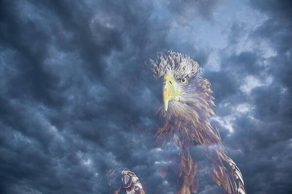 Eagle Art Print featuring the photograph Dreaming of the Sky by Kuni Photography