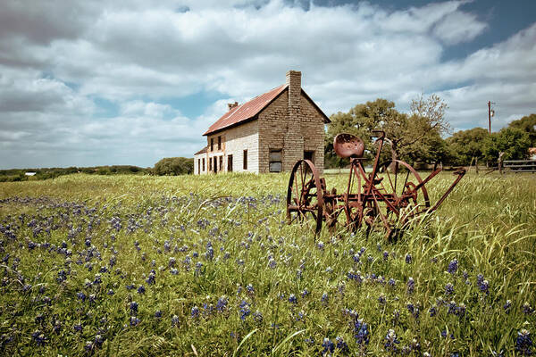 Bluebonnets Art Print featuring the photograph Dreams of Long Ago by Linda Unger