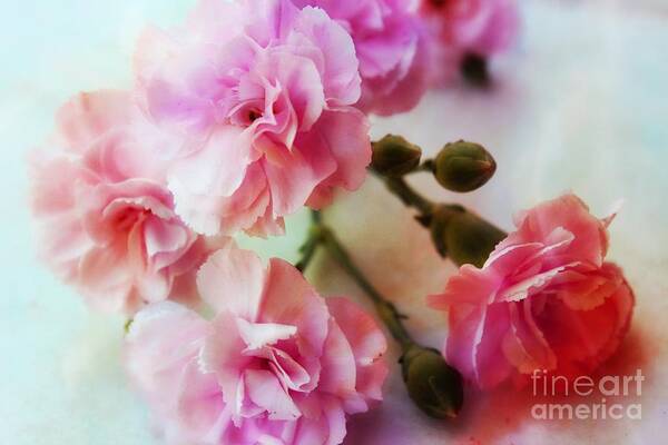 Pink Carnations Art Print featuring the photograph Dreamy Carnations by Clare Bevan