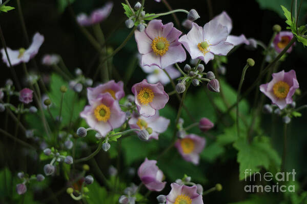 Dreamy Art Print featuring the photograph Dreamy Japanese Anemone by Perry Rodriguez