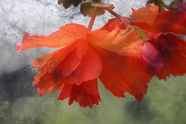 Flower Art Print featuring the photograph Dreamy Tangerine by Julie Lueders 