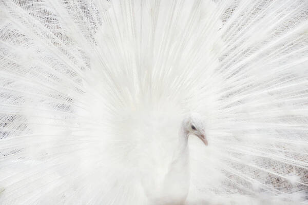 White Peacock Art Print featuring the photograph Dreamy White Peacock by Peggy Collins