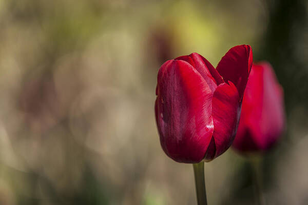 Tulip Art Print featuring the photograph Dressed For Spring by Edward Kreis