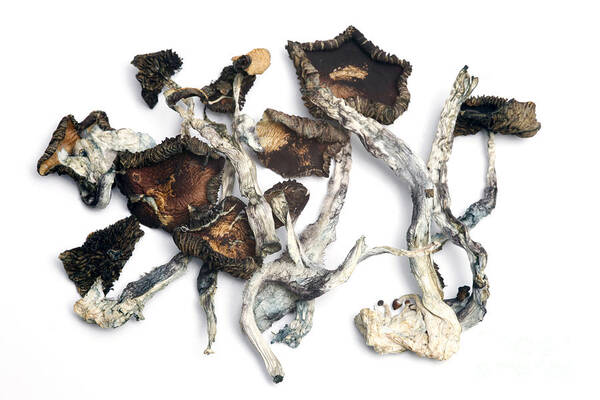 Biology Art Print featuring the photograph Dried Psilocybe Cubensis by Ford McCann