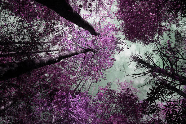 Tinted Trees Art Print featuring the photograph Drifting by Mike Eingle